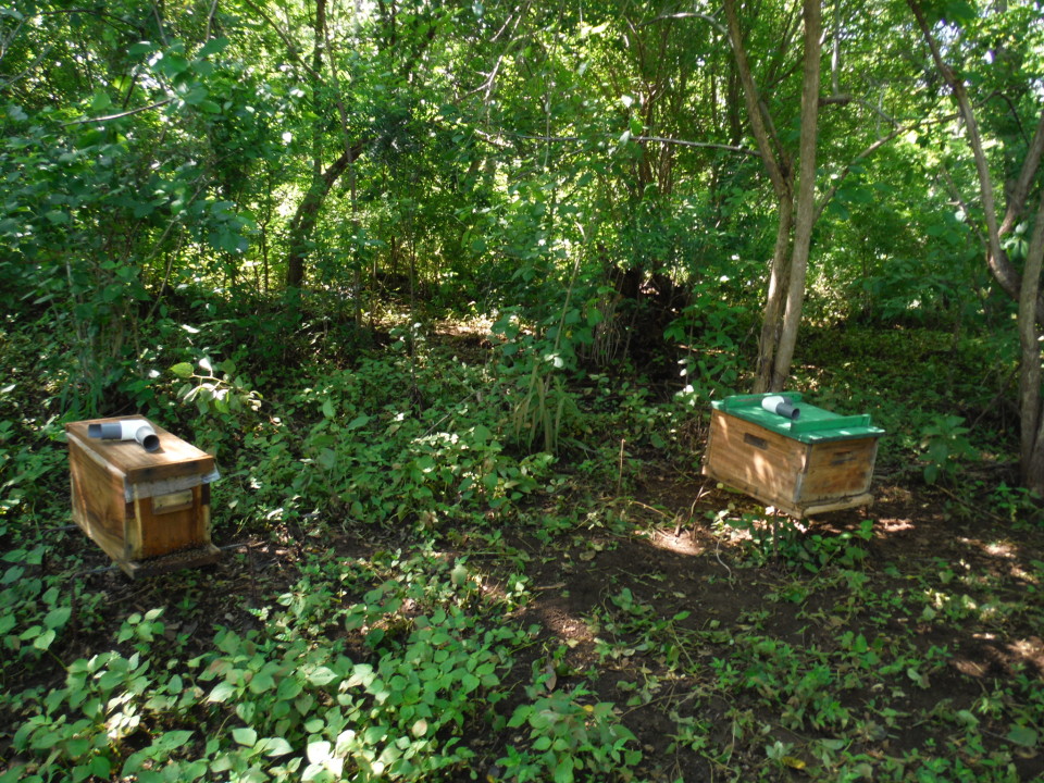 II. Benefits of Beekeeping and Agroforestry